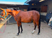 Superbly bred 2yr old dressage filly