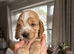 Beautiful Show Cocker Spaniel's