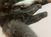 Beautiful Full Maine Coon Boy