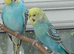 Bonded pair of baby cocks