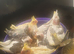 Hand reared baby cockatiels available