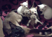 Only ginger left might keep himRare Adorable Russian white Siamese kittens
