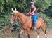 Sweet, bay TB gelding