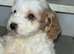 Cockerpoo pup