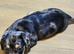 3 gorgeous Miniature French Weiner puppies