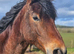 Welsh pb x Arab 4yo Mare