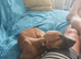 Female lurcher puppy