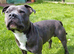 KC registered blue staffy available for stud