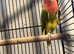 Male lovebird