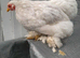 1 white mottled pekin chicken