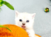 British shorthair kittens