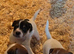 Jack Russell pups