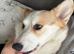 Corgi male and female must go together