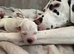 Dalmatian puppies available