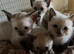 Siamese kittens ready September