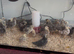 Pekin bantam, Serama and bantam Wyandotte chicks for sale