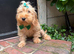 Boris, the cockapoo
