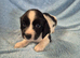 Springer Spaniel Puppies