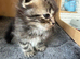 Adorable Scottish fold/straight kittens