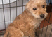 Jackapoo puppies