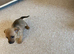 Jack russel puppies