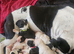 Beautiful sharpei x American bulldog puppies
