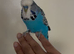 Cute Hand Tame Budgies and Cages