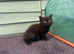 BSH & RAGDOLL kittens