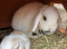 Mini lop rabbits for sale