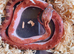 Extreme pied and high white pied sided corn snakes cb26