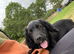 cocker spaniel pups