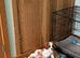 K C Reg Cavalier King Charles