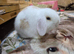 Mini lop male