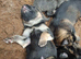 KC Reg German Shepherd Puppies READY NOW!