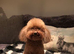 Stunning toy poodles