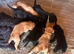 Labrador Pups ready to go beginning of July