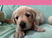 Gorgeous Goldador Puppies
