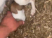 Stunning jack russells