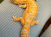 Leopard gecko