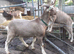 Fabulous Entire Intact Toggenburg Billy Goat Kid - Father Pedigree