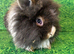 Dwarf lop and lion head babies