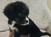 5 King charles cavalier puppies