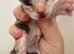 3 gorgeous kittens for sale