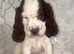 Beautiful full show cocker spaniels