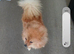 Lovely pom can deliver she great on long journey