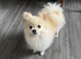 Pomeranian Stud Dog &ndash; 15 Month Old Male Available