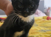 Gorgeous female kitten