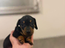 Dachshund Puppies