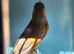 Goldfinch cinnimon jaspe mules