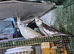 Budgies